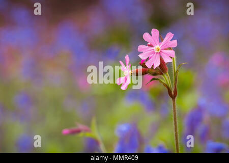 Red Campion unter einheimischen Britischen bluebells Blühen in den Wald. Stockfoto