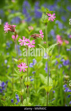 Red Campion unter einheimischen Britischen bluebells Blühen in den Wald. Stockfoto