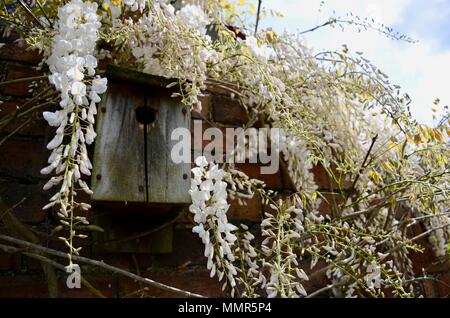 Wisteria floribunda 'Alba' Blütezeit und das Nest auf Stein outhouse Wand der Hütte, Lincolnshire, England. Stockfoto