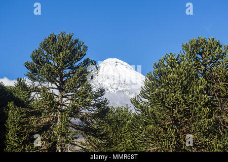 Araucaria Baum, Fahrrad, Schnee Vulkan abgedeckt, Chile Stockfoto