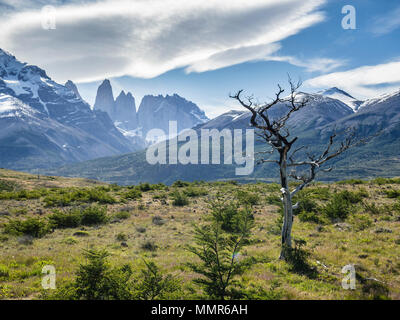 Torres del Paine National Park, in den Bergen, toter Baum, Patagonien, Chile Stockfoto