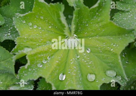 Breite Boded Chaser in einem Blumengarten in Poole Dorset Stockfoto