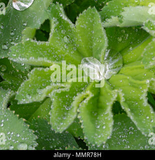 Breite Boded Chaser in einem Blumengarten in Poole Dorset Stockfoto
