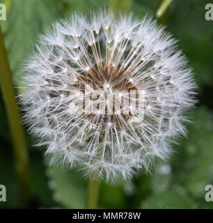 Breite Boded Chaser in einem Blumengarten in Poole Dorset Stockfoto