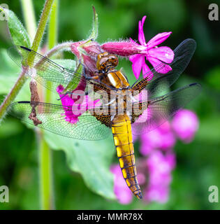 Breite Boded Chaser in einem Blumengarten in Poole Dorset Stockfoto