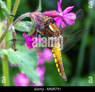 Breite Boded Chaser in einem Blumengarten in Poole Dorset Stockfoto