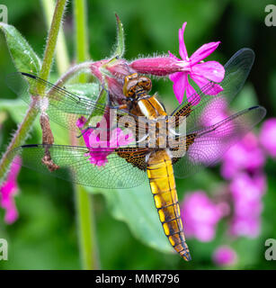 Breite Boded Chaser in einem Blumengarten in Poole Dorset Stockfoto