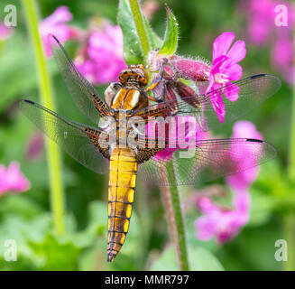 Breite Boded Chaser in einem Blumengarten in Poole Dorset Stockfoto