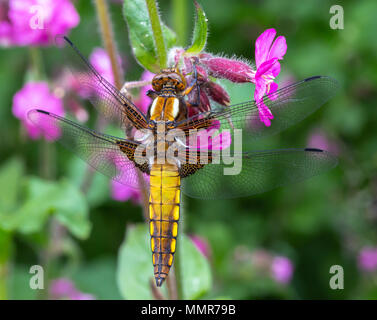 Breite Boded Chaser in einem Blumengarten in Poole Dorset Stockfoto