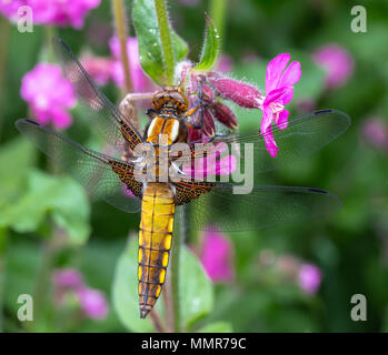 Breite Boded Chaser in einem Blumengarten in Poole Dorset Stockfoto