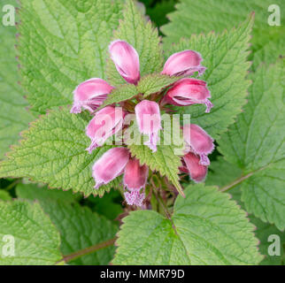 Breite Boded Chaser in einem Blumengarten in Poole Dorset Stockfoto