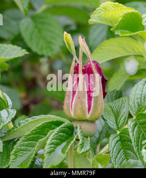 Breite Boded Chaser in einem Blumengarten in Poole Dorset Stockfoto