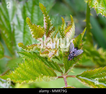 Breite Boded Chaser in einem Blumengarten in Poole Dorset Stockfoto