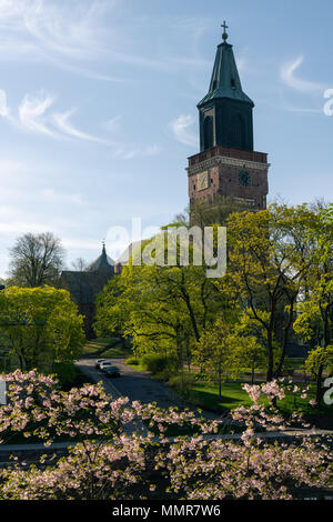 Dom am Frühling mit Kirschblüten und grüne Bäume in Turku, Finnland Stockfoto