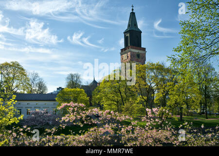 Dom am Frühling mit Kirschblüten und grüne Bäume in Turku, Finnland Stockfoto