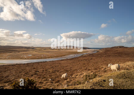 Achnahaird Beach und Salt Flats bei Ebbe auf dem Weg nach Achiltibuie im Frühling, Ross und Cromarty, Highland, Schottland. Ein paar Schaf standin Stockfoto