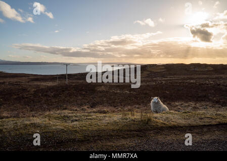 Ein neugieriger, dick beschichtet Schafe am Straßenrand in der Nähe von Culnnacraig nach Achiltibuie, wie die Sonne. Die Summer Isles Linie den Horizont und ein Stockfoto