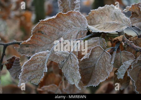 Aus der Nähe zu sehen. eine Winterlandschaft von Braun getrockneten weißen Frost beschichtet Buche Blätter zeigen scharfe gewellt Niederlassungen und grünen Hintergrund Garten Stockfoto