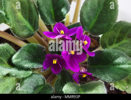 Topfpflanzen African Violet (Saintpaulien) Ansicht von oben, Zimmerpflanzen. Stockfoto