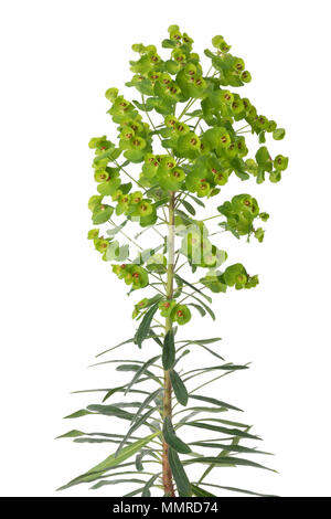 Euphorbia martinii Blumen auf weißem Hintergrund Stockfoto