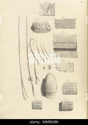 . Govard Bidloo, (1649-1713): Ontleding des menschelyken lichaams Amsterdam, 1690. (= niederländische Sprache Edition von Anatomia Humani Corporis, 1685). Gerard de Lairesse (Zeichnungen), Abraham Blooteling, Pieter Stevens van Gunst (GRAVEURE)/Scans von NLM Bidloo Ontleding 1690 04. Stockfoto