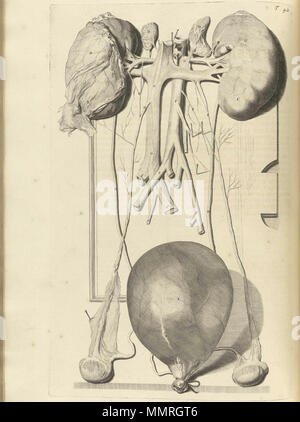 . Govard Bidloo, (1649-1713): Ontleding des menschelyken lichaams Amsterdam, 1690. (= niederländische Sprache Edition von Anatomia Humani Corporis, 1685). Gerard de Lairesse (Zeichnungen), Abraham Blooteling, Pieter Stevens van Gunst (GRAVEURE)/Scans von NLM Bidloo Ontleding 1690 42 Stockfoto