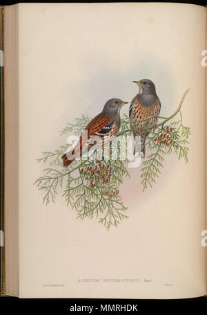 . Accentor erythropygius = Prunella collaris erythropygia [1] [2]. Zwischen 1850 und 1883. John Gould (1804 - 1881) Alternative Namen Gould Beschreibung britischer Zoologe Geburtsdatum / Tod 14. September 1804 vom 2. März 1881 Ort der Geburt / Todes Lyme Regis London Authority control: Q 313787 VIAF:?:? ISNI 29597222 0000 0001 2125 9888 ULAN:?? n 500006638 LCCN: 79100355 NLA:? 35137514 WorldCat & Henry Constantine Richter (1821 - 1902) Beschreibung der Britischen Tiermaler Datum der Geburt / Tod 1821 vom 16. März 1902 Ort der Geburt des Royal Borough von Kensington und Chelsea Authority Control: Stockfoto