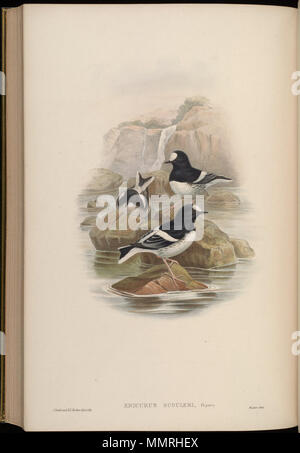 . Scouleri Enicurus. zwischen 1850 und 1883. John Gould (1804 - 1881) Alternative Namen Gould Beschreibung britischer Zoologe Geburtsdatum / Tod 14. September 1804 vom 2. März 1881 Ort der Geburt / Todes Lyme Regis London Authority control: Q 313787 VIAF:?:? ISNI 29597222 0000 0001 2125 9888 ULAN:?? n 500006638 LCCN: 79100355 NLA:? 35137514 WorldCat & Henry Constantine Richter (1821 - 1902) Beschreibung der Britischen Tiermaler Datum der Geburt / Tod 1821 vom 16. März 1902 Ort der Geburt des Royal Borough von Kensington und Chelsea Authority control: Q 1567083 227079511 ISNI VIAF:?:? 0000 0003 64 Stockfoto