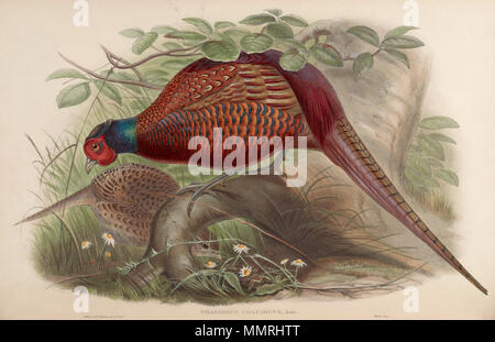 . Phasianus colchicus. zwischen 1850 und 1883. John Gould (1804 - 1881) Alternative Namen Gould Beschreibung britischer Zoologe Geburtsdatum / Tod 14. September 1804 vom 2. März 1881 Ort der Geburt / Todes Lyme Regis London Authority control: Q 313787 VIAF:?:? ISNI 29597222 0000 0001 2125 9888 ULAN:?? n 500006638 LCCN: 79100355 NLA:? 35137514 WorldCat & Henry Constantine Richter (1821 - 1902) Beschreibung der Britischen Tiermaler Datum der Geburt / Tod 1821 vom 16. März 1902 Ort der Geburt des Royal Borough von Kensington und Chelsea Authority control: Q 1567083 227079511 ISNI VIAF:?:? 0000 0003 Stockfoto