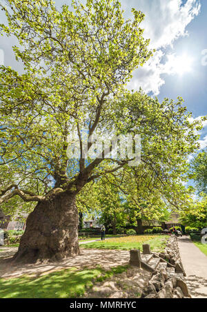 Orientalische Platane, Westgate Gärten, Canterbury. Stockfoto
