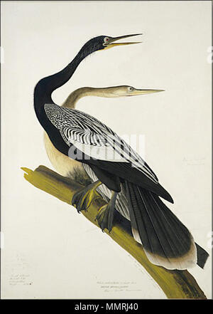 . Black Bellied Darter oder Schlange, Vogel. Gemälde von John James Audubon, New Orleans, 1822. (Nicht in die Vögel von Amerika verwendet werden). 1822. Black Bellied Darter Audubon 1822 Stockfoto