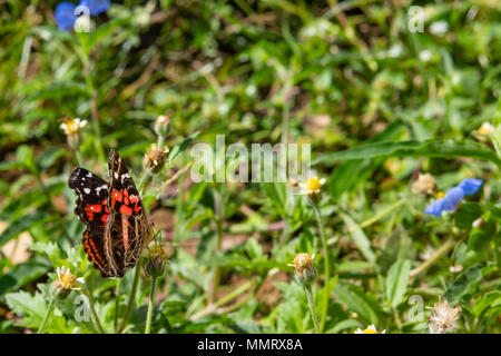 Asunción, Paraguay. 12. Mai 2018. Eine lebendige Painted Lady oder Gebändert Dame (Vanessa myrinna) Schmetterling Feeds den Nektar der tridax Daisy oder coatbuttons (Tridax procumbens) blühende Blume während eines sonnigen und angenehmen Nachmittag mit hohen Temperaturen in Asuncion, Paraguay um 25°C. Credit: Andre M. Chang/ARDUOPRESS/Alamy leben Nachrichten Stockfoto