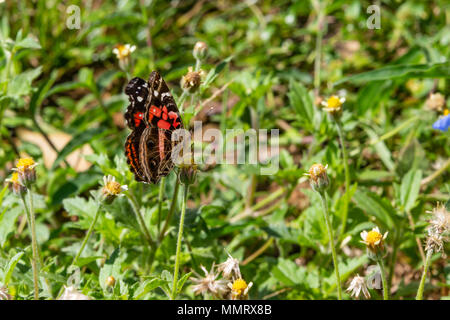 Asuncion, Paraguay. Mai 2018. Eine lebendig bemalte Dame oder ein gebänderter Schmetterling (Vanessa myrinna) ernährt den Nektar von Tridax Gänseblümchen oder Mantelknöpfen (Tridax procumbens) blühenden Blüten an einem sonnigen und angenehmen Nachmittag mit Temperaturen von etwa 25 °C in Asuncion, Paraguay. Anm.: Andre M. Chang/Alamy Live News Stockfoto