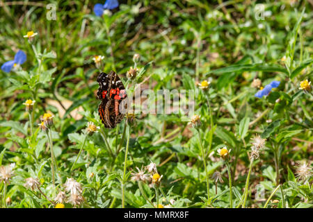 Asuncion, Paraguay. Mai 2018. Eine lebendig bemalte Dame oder ein gebänderter Schmetterling (Vanessa myrinna) ernährt den Nektar von Tridax Gänseblümchen oder Mantelknöpfen (Tridax procumbens) blühenden Blüten an einem sonnigen und angenehmen Nachmittag mit Temperaturen von etwa 25 °C in Asuncion, Paraguay. Anm.: Andre M. Chang/Alamy Live News Stockfoto