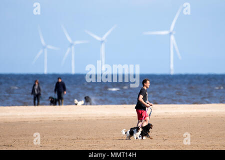 Southport, Großbritannien. 13. Mai 2018. Einen schönen, sonnigen und warmen Start in den Tag für den Hund Wanderer mit ihrem Hündchen für einen Spaziergang am goldenen Sandstrand von Southport Strand in Merseyside. Credit: cernan Elias/Alamy leben Nachrichten Stockfoto