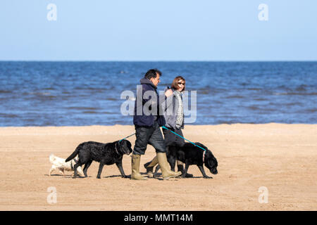 Southport, Großbritannien. 13. Mai 2018. Einen schönen, sonnigen und warmen Start in den Tag für den Hund Wanderer mit ihrem Hündchen für einen Spaziergang am goldenen Sandstrand von Southport Strand in Merseyside. Credit: cernan Elias/Alamy leben Nachrichten Stockfoto