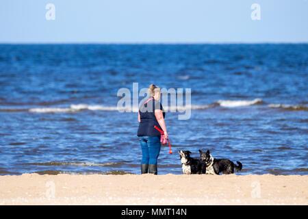 Southport, Großbritannien. 13. Mai 2018. Einen schönen, sonnigen und warmen Start in den Tag für den Hund Wanderer mit ihrem Hündchen für einen Spaziergang am goldenen Sandstrand von Southport Strand in Merseyside. Credit: cernan Elias/Alamy leben Nachrichten Stockfoto