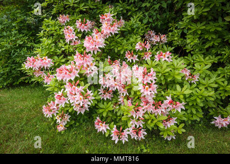 Strukturelle Gartenarbeit: Ziemlich Immergrün rosa Blüten einer Azalee Strauch in voller Blüte Blüte in einem Surrey Garten im Frühjahr blühende auf sauren Böden Stockfoto