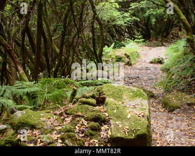 Der Mata da Albergaria, einem gut erhaltenen Eichenwald im Nationalpark Peneda-Gerês, Nordportugal Stockfoto