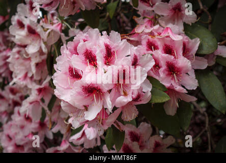 In der Nähe der hübschen rosa große Rhododendron Blumen, tief rot meliert Kehle in voller Blüte, Blüte in einem Surrey Garten im Frühjahr, SE England Stockfoto