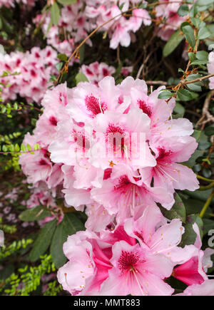 In der Nähe der hübschen rosa große Rhododendron Blumen, tief rot meliert Kehle in voller Blüte, Blüte in einem Surrey Garten im Frühjahr, SE England Stockfoto