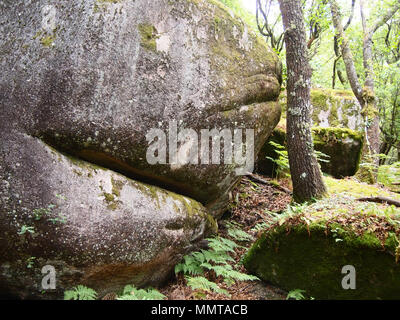 Der Mata da Albergaria, einem gut erhaltenen Eichenwald im Nationalpark Peneda-Gerês, Nordportugal Stockfoto