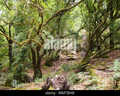 Der Mata da Albergaria, einem gut erhaltenen Eichenwald im Nationalpark Peneda-Gerês, Nordportugal Stockfoto