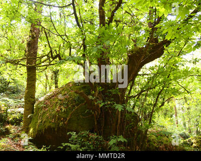 Der Mata da Albergaria, einem gut erhaltenen Eichenwald im Nationalpark Peneda-Gerês, Nordportugal Stockfoto