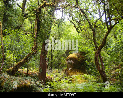 Der Mata da Albergaria, einem gut erhaltenen Eichenwald im Nationalpark Peneda-Gerês, Nordportugal Stockfoto