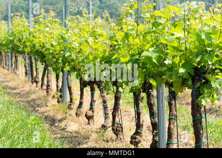 Weinberge im Frühling am Plattensee, Ungarn Stockfoto