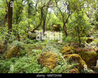 Der Mata da Albergaria, einem gut erhaltenen Eichenwald im Nationalpark Peneda-Gerês, Nordportugal Stockfoto