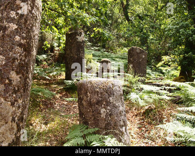 Der Mata da Albergaria, einem gut erhaltenen Eichenwald im Nationalpark Peneda-Gerês, Nordportugal Stockfoto