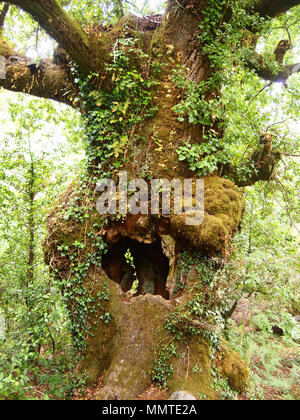 Der Mata da Albergaria, einem gut erhaltenen Eichenwald im Nationalpark Peneda-Gerês, Nordportugal Stockfoto