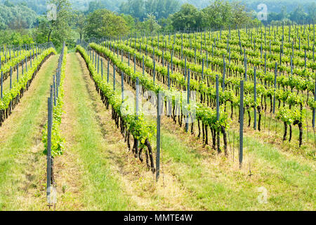 Weinberge im Frühling am Plattensee, Ungarn Stockfoto